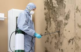 Best Water Damage & Mold Remediation in Elkton, VA